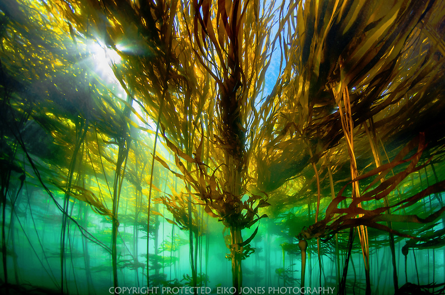 photo_art1_a